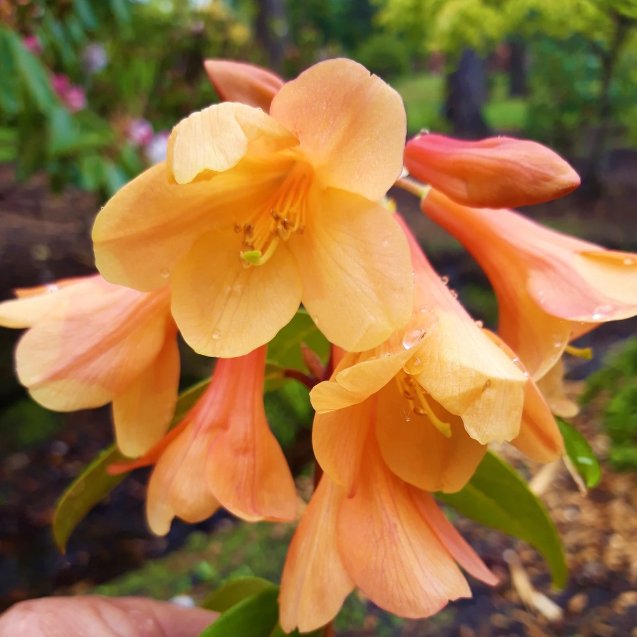 Trewithen Orange